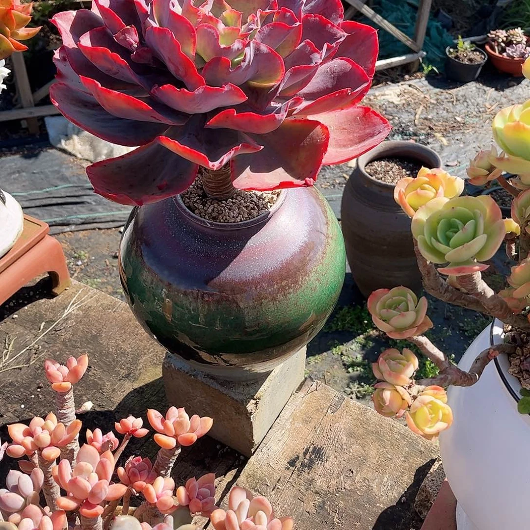 你是不是…我的小公主呀呜