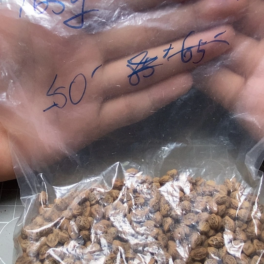 吊坠柏香籽/百香籽