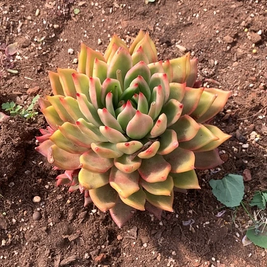 (****)每日特价活动开始了