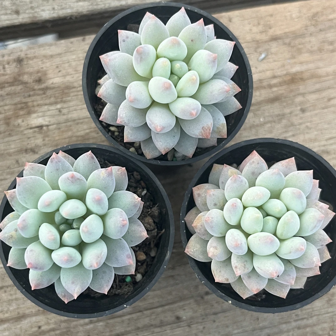 【任意下单即包邮】明珠美人单头3盆，5厘米杯多肉植物，带盆土发货