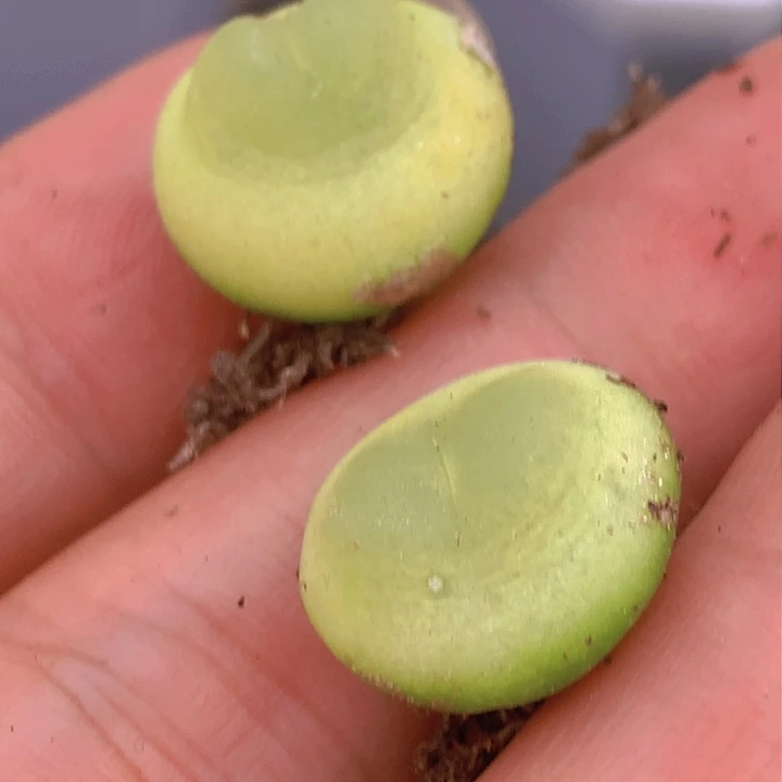 145555558558865855886858655