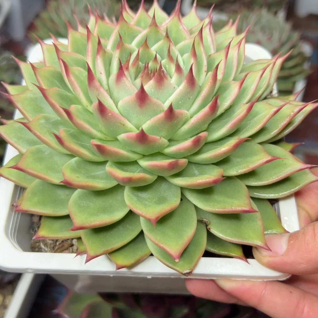 多肉植物一物一拍（135号）