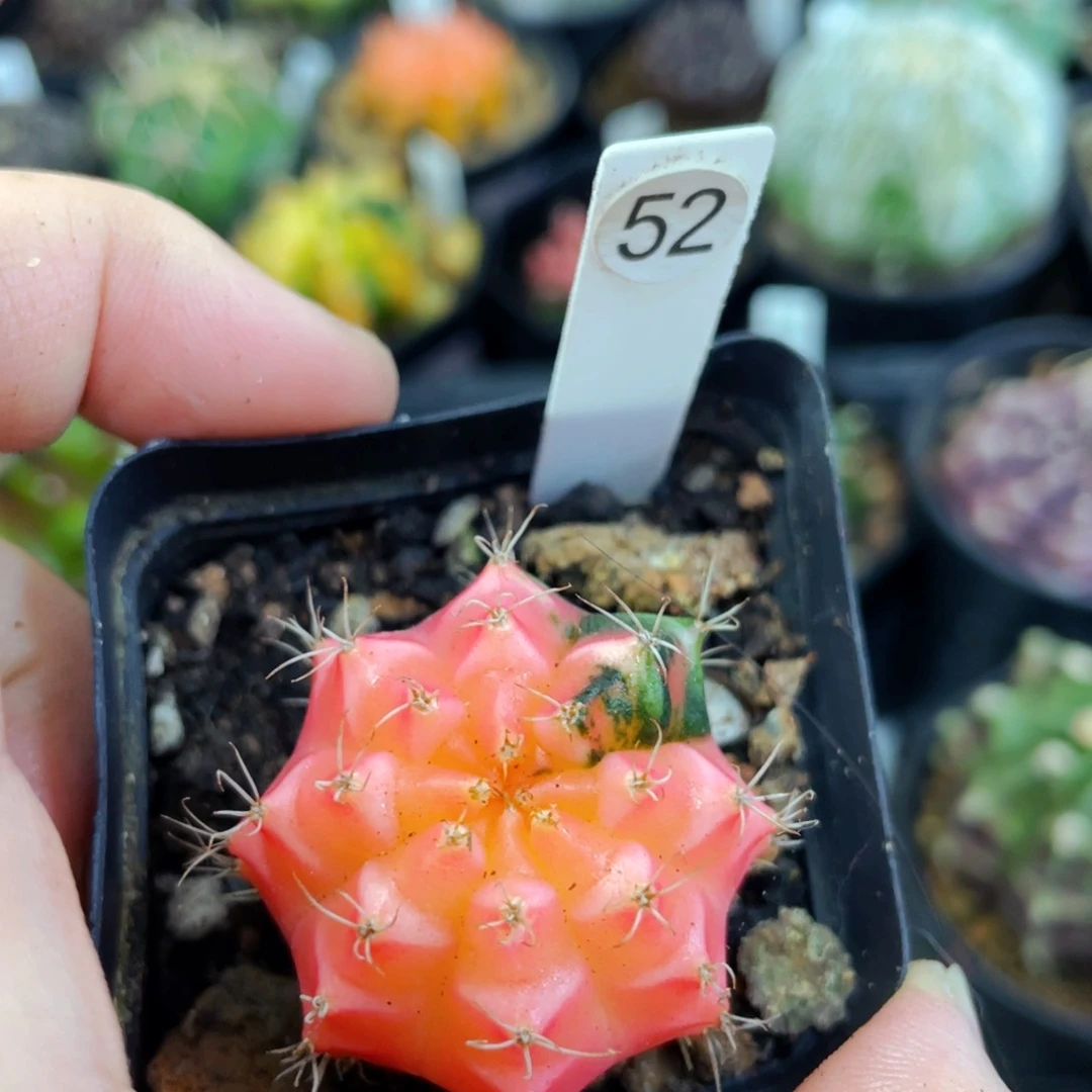 满25包邮盆5公分裸根发货