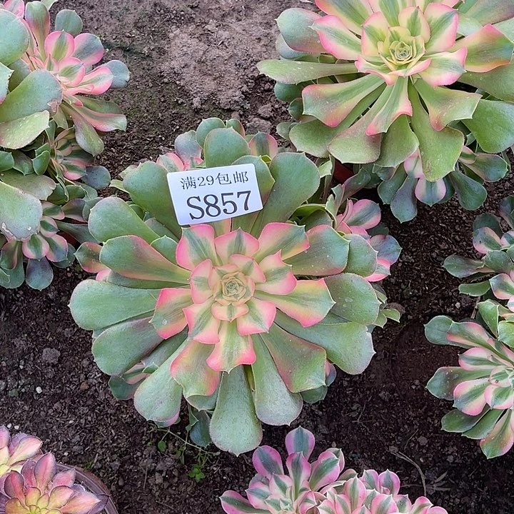857香妃多肉植物