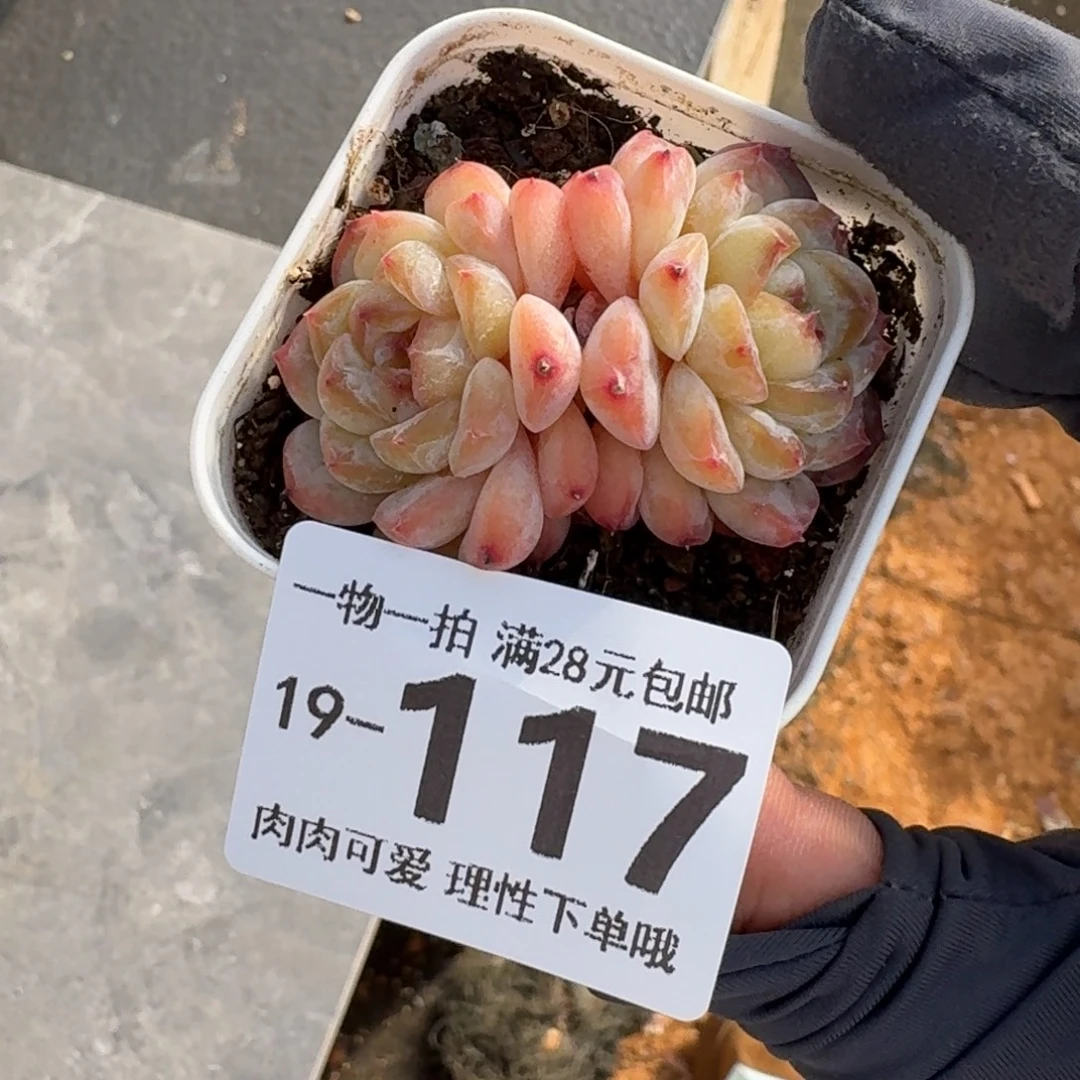 冰魄无盆土发货无