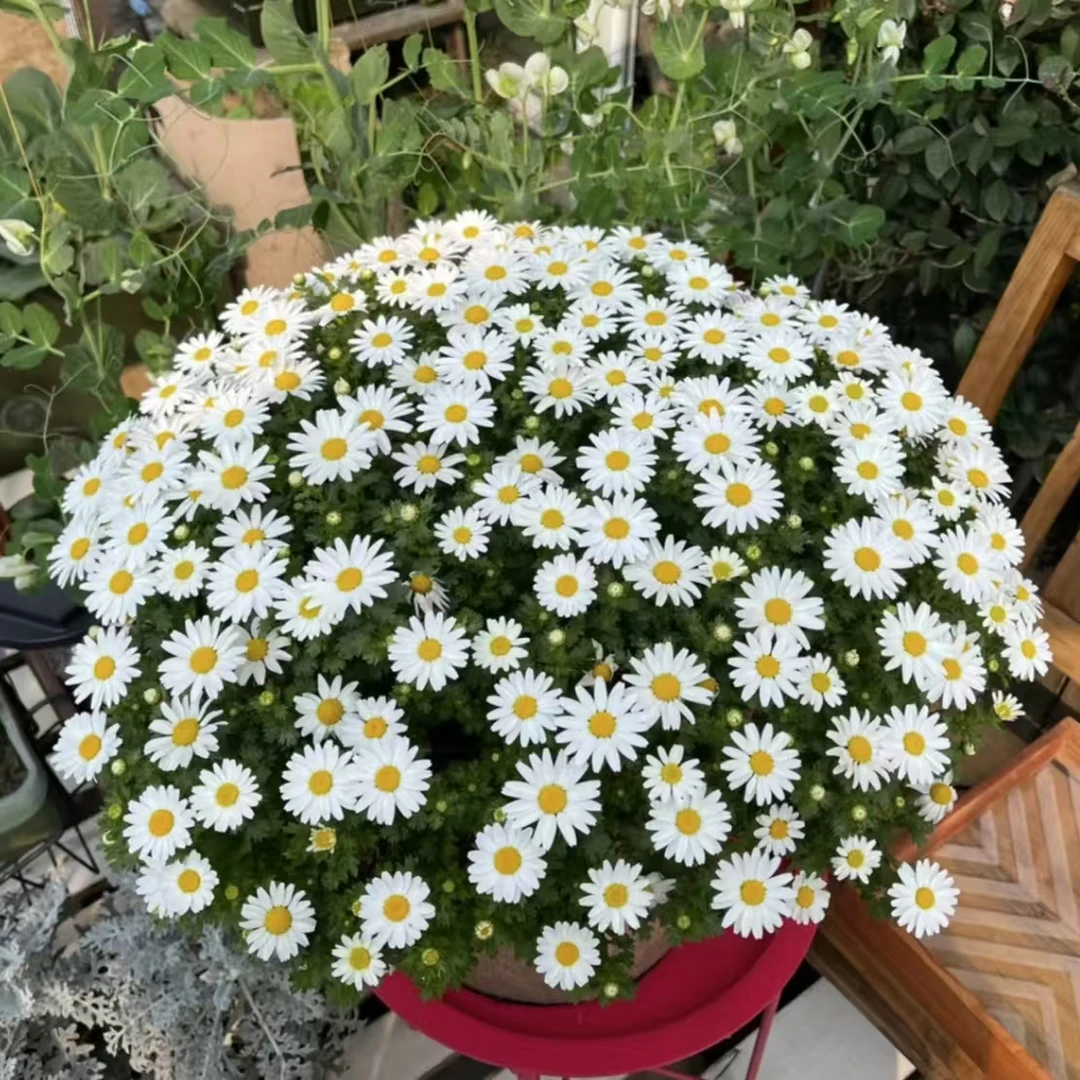 白晶菊 菊花盆栽多年生易爆花发货快新手易养护