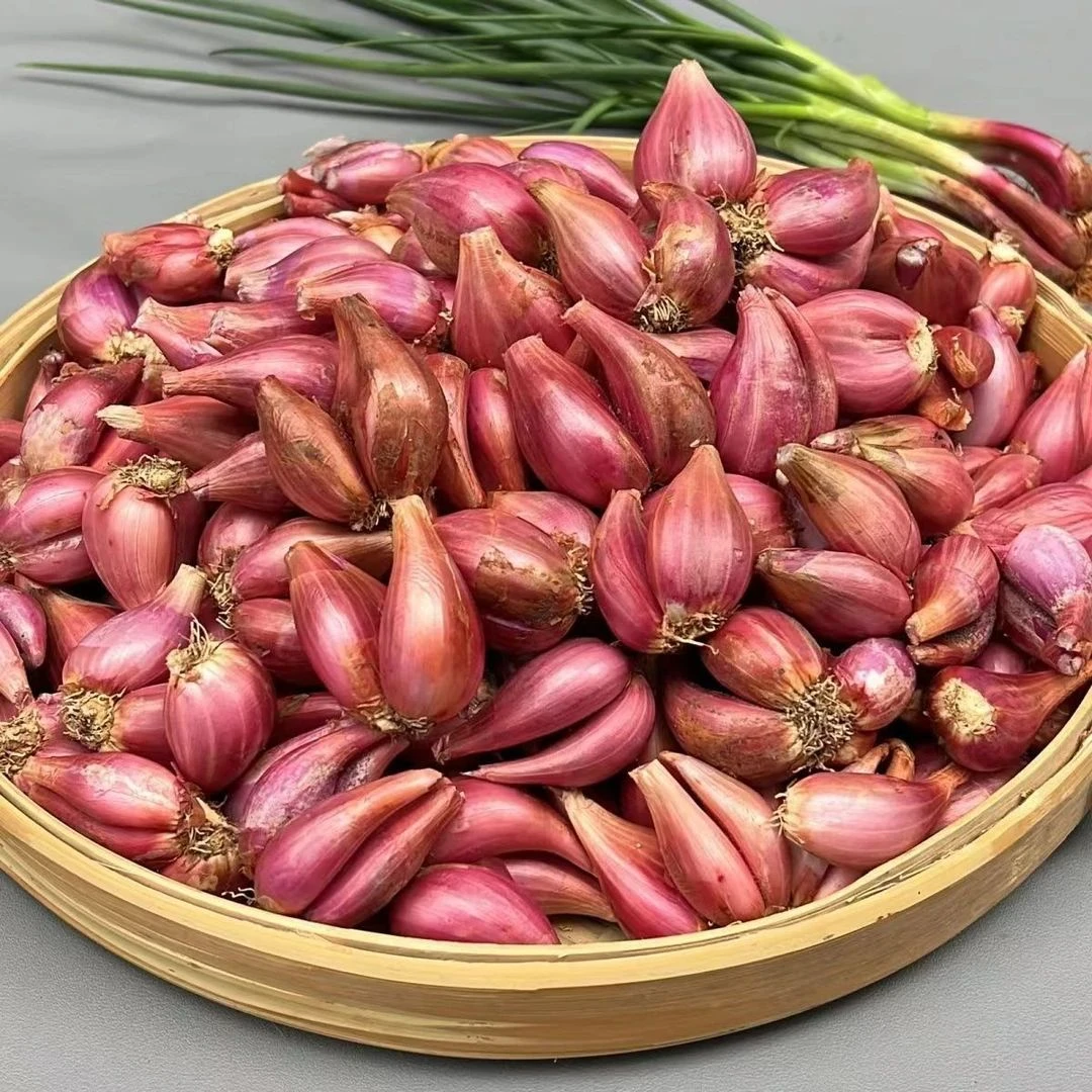 【可种可食】红葱头干葱头火葱正宗新鲜小香葱熬葱油特香可种植