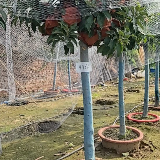 完全开放高杆精品苹果树