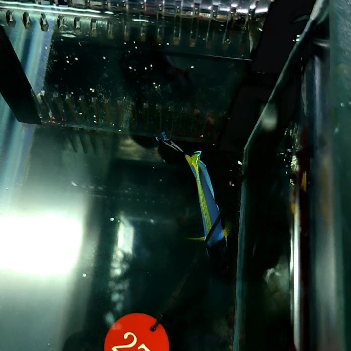 粉蓝7+/5-48-27海水