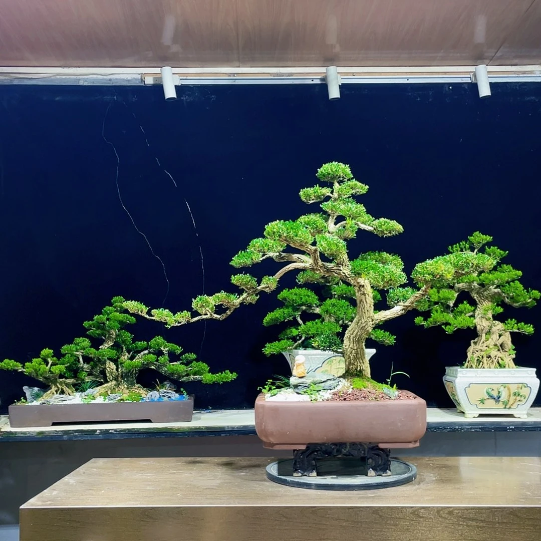 黄杨盆景四季常青