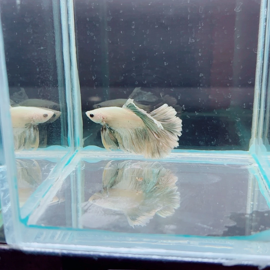 图***婻斗鱼赤道斗鱼水族馆