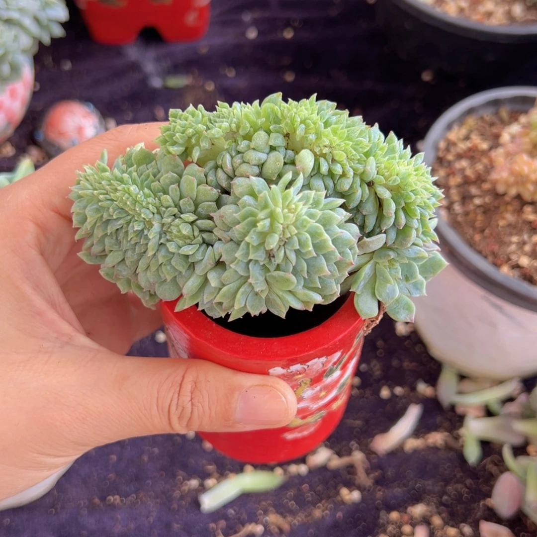 新年快乐 新年快乐