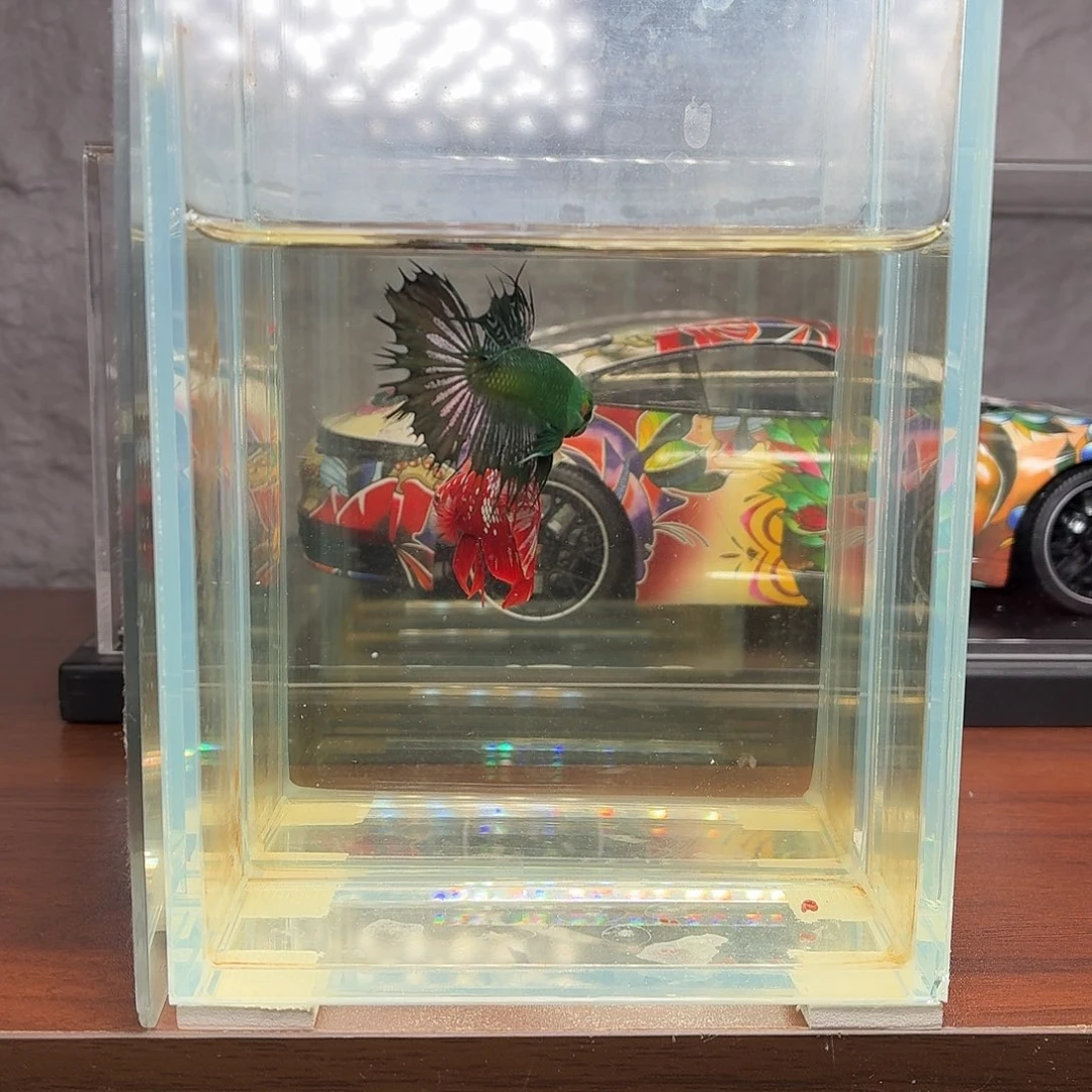 斗鱼绿魔狮王公鱼