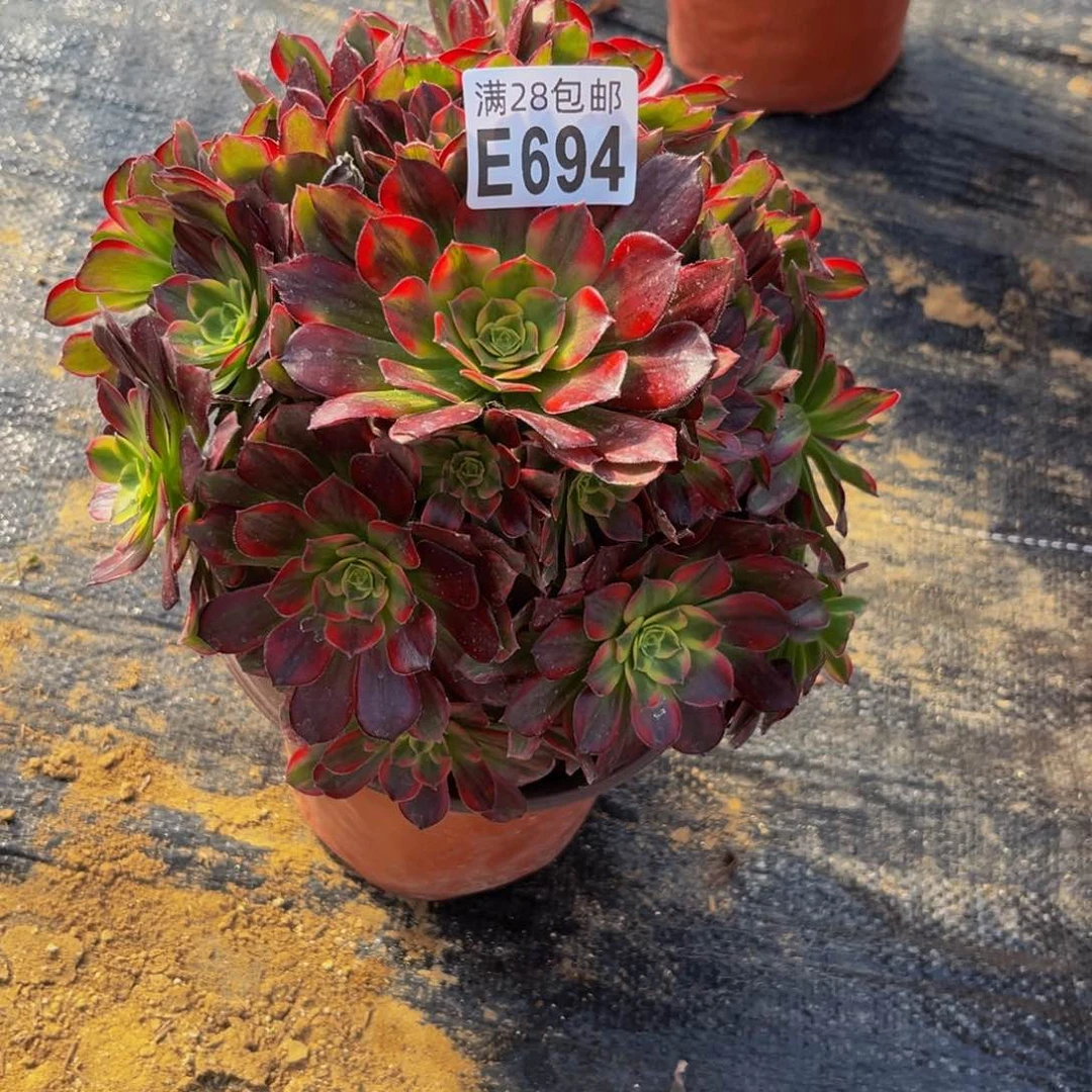 694多肉植物一物一拍