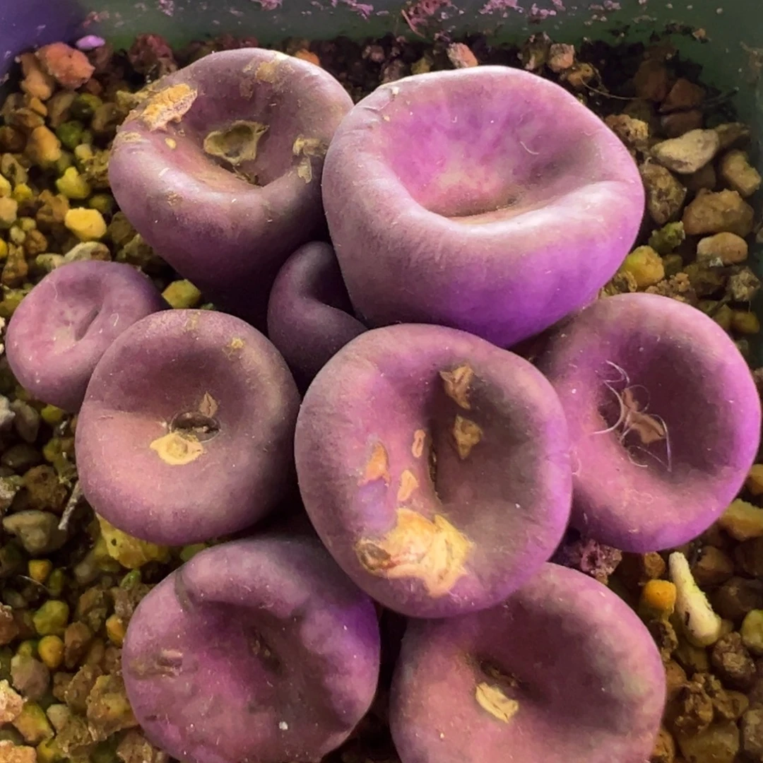 编号1968嘴 肉锥植物