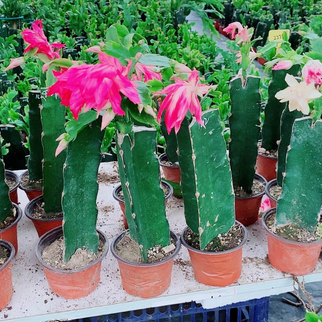 谢***惠无花朵1802两棵，福利