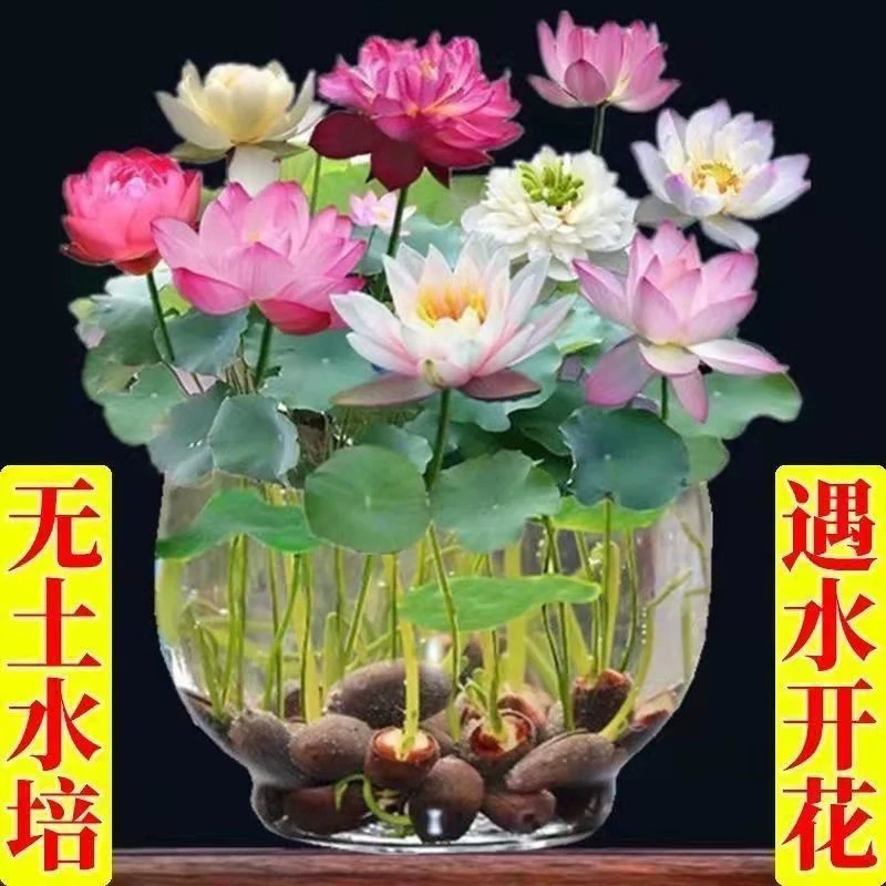 【水培碗莲绿植】碗莲四季开花水培水养睡莲荷花无土盆栽花卉种植
