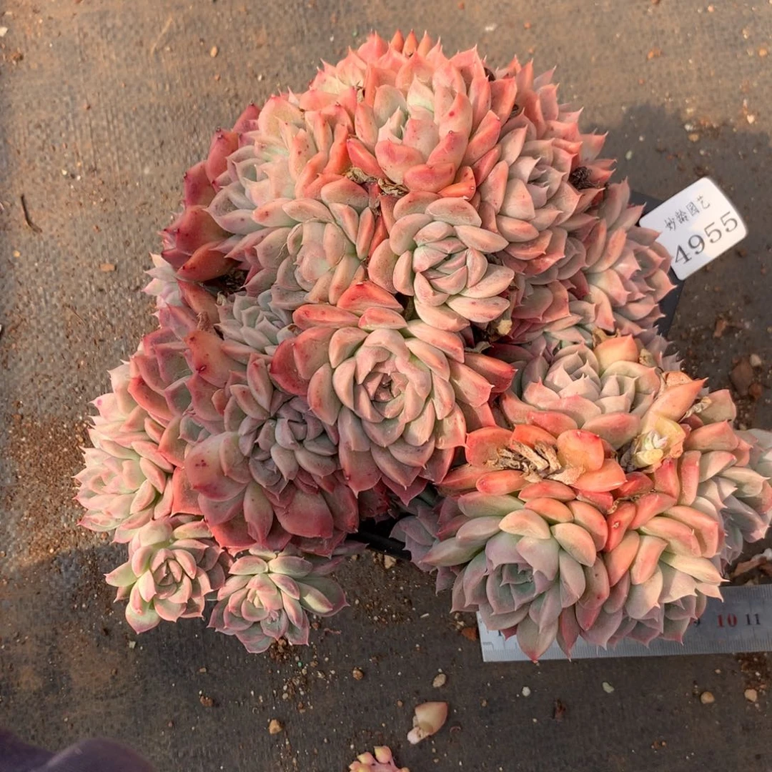 4955杂交精品基地21厘米