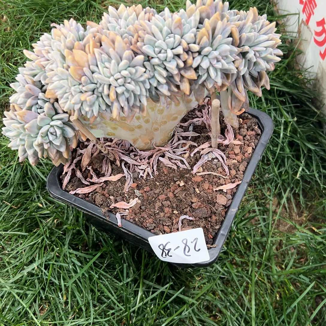 2.8-38淡雪缀化多肉