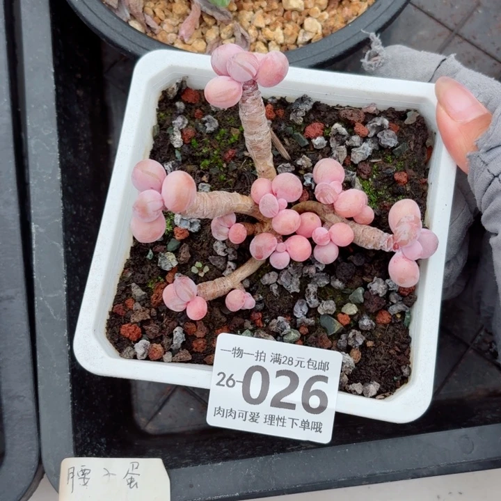 卡***卡腰子蛋无盆土发货多