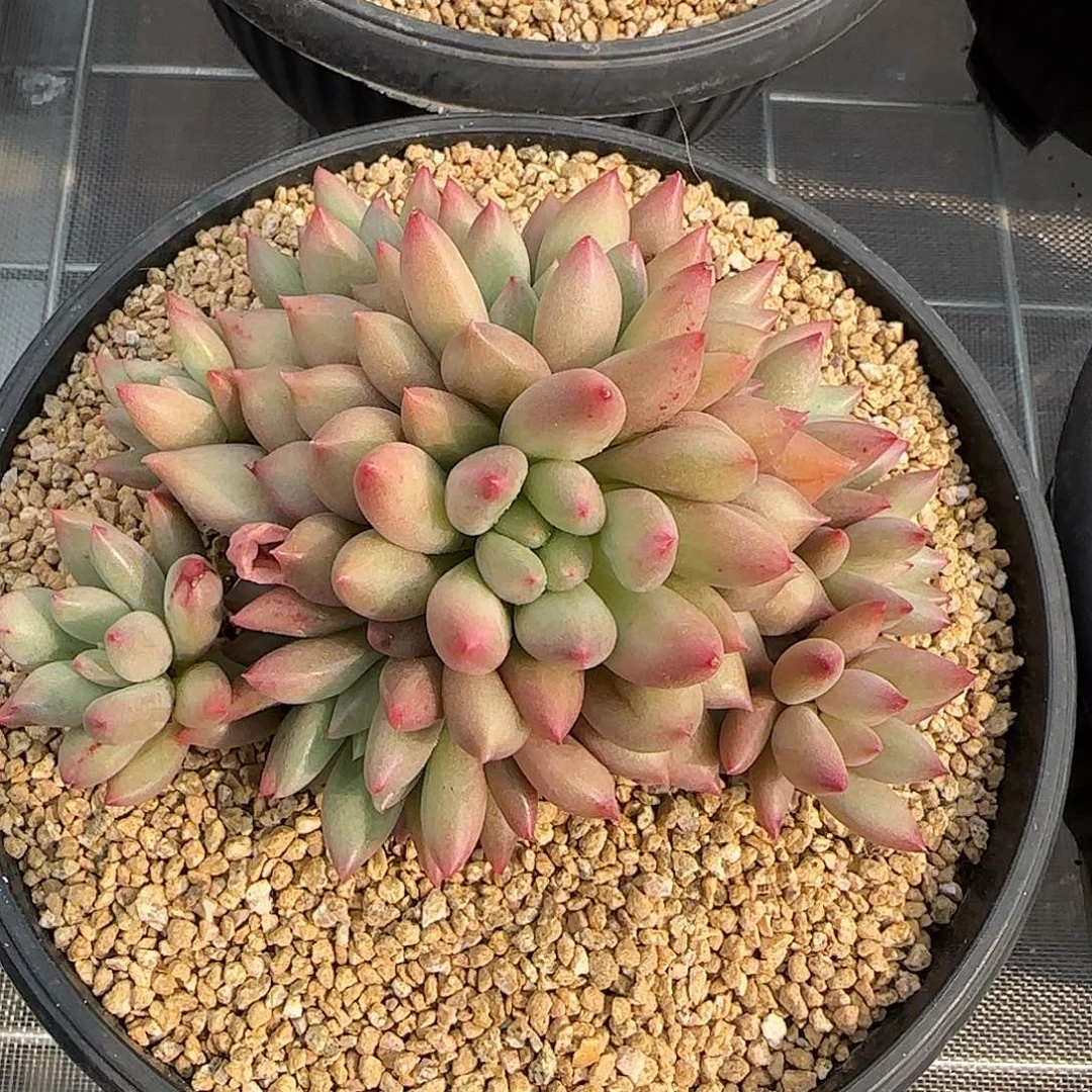 从前慢花园精选0130-岩字