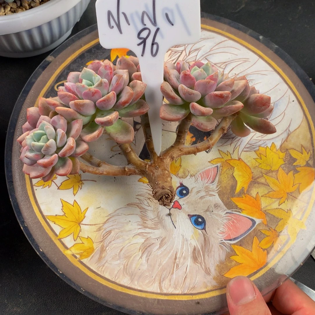 花瓣路好看好看好看