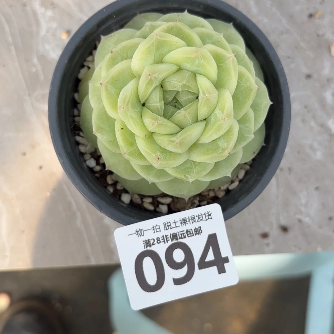 梨花白单头无盆土发货