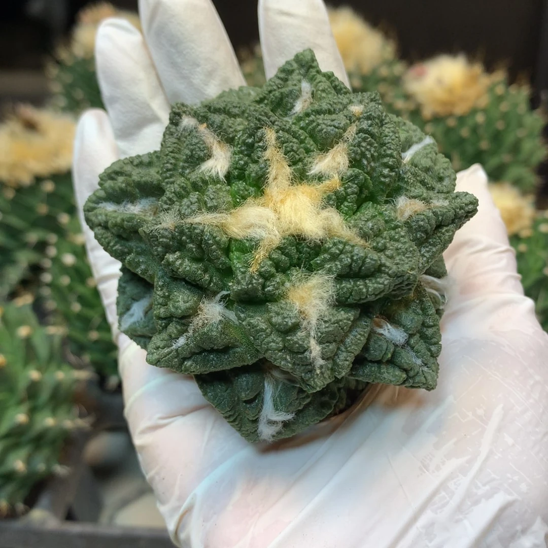 12号  出根芽 志贺龟甲岩牡丹7.5公分