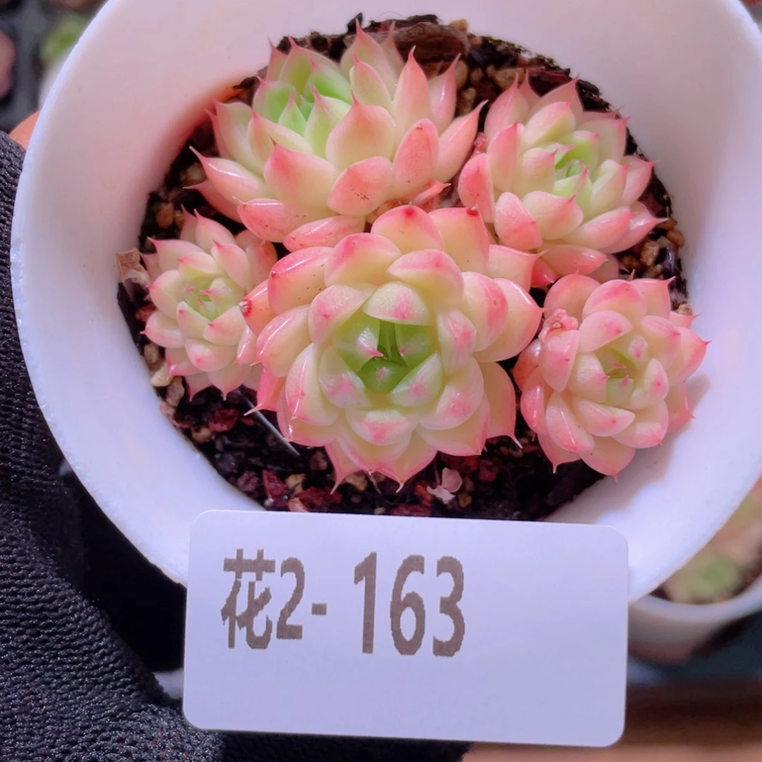 花利美2-63海王群