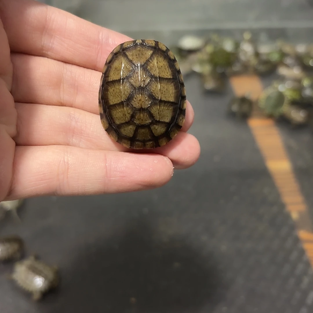 母绿毛龟红面123456