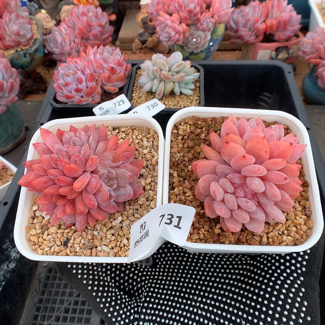 一***一731綴化补发多肉植物666666