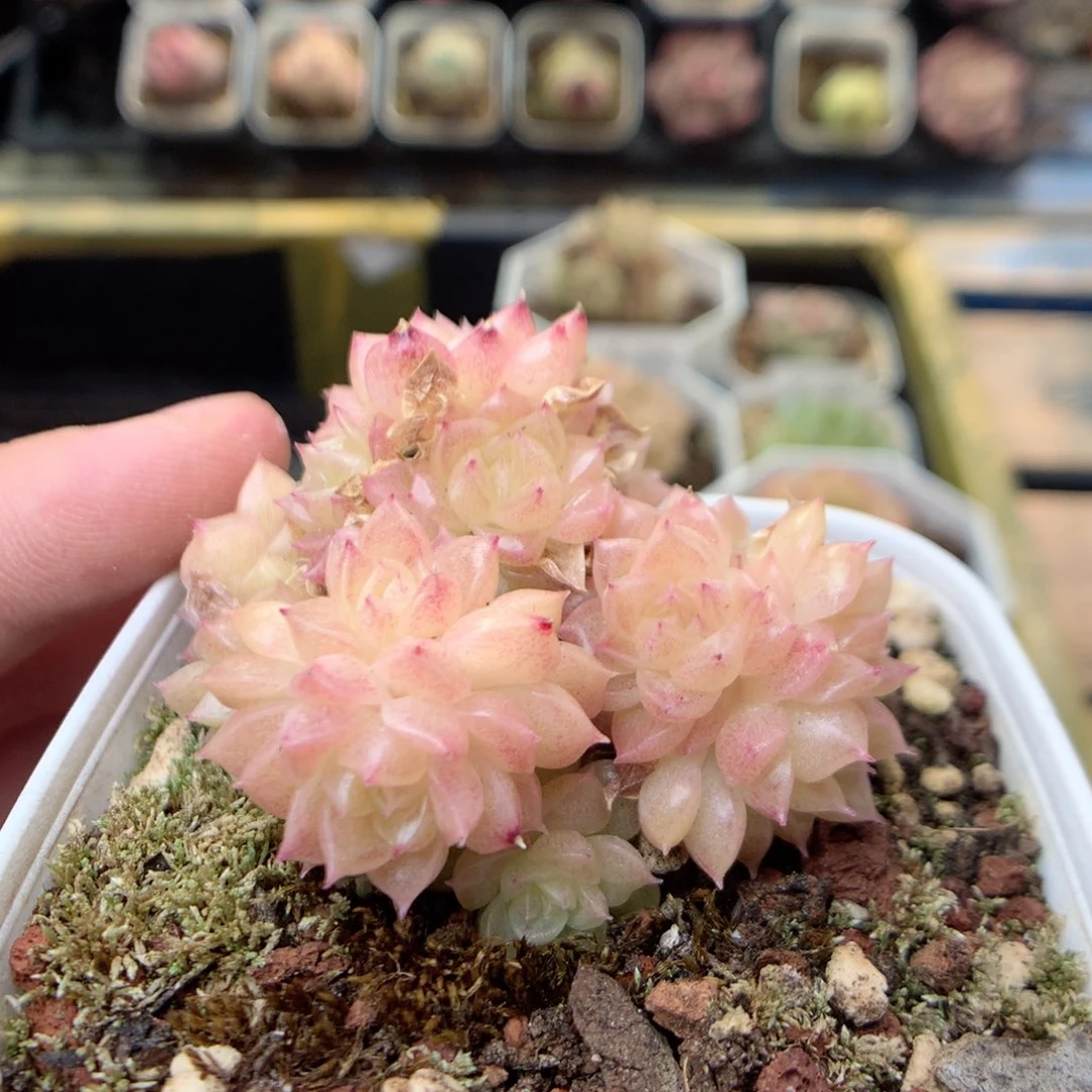 X67 ，20包邮两天凑单偏远不发货