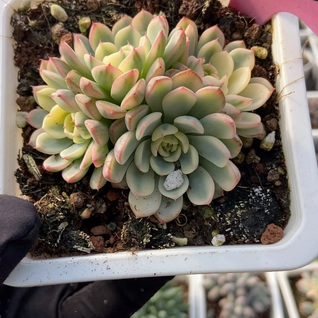 930忌廉锦多肉植物