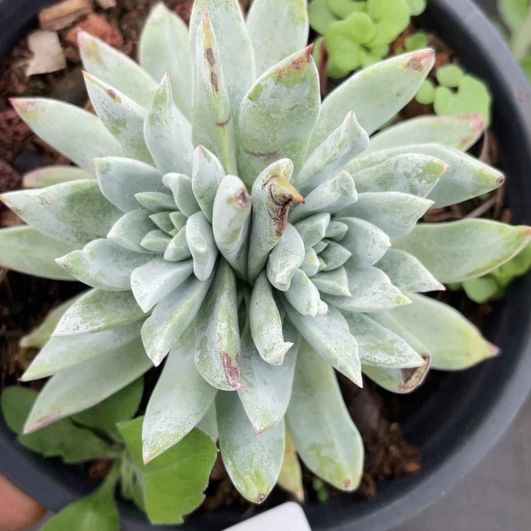苹果叶量拍老桩8550