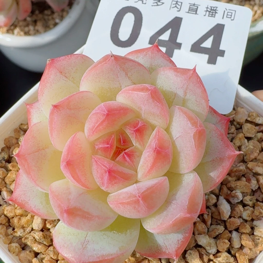 美梦      愿你一路坦途，乘风破浪展宏图