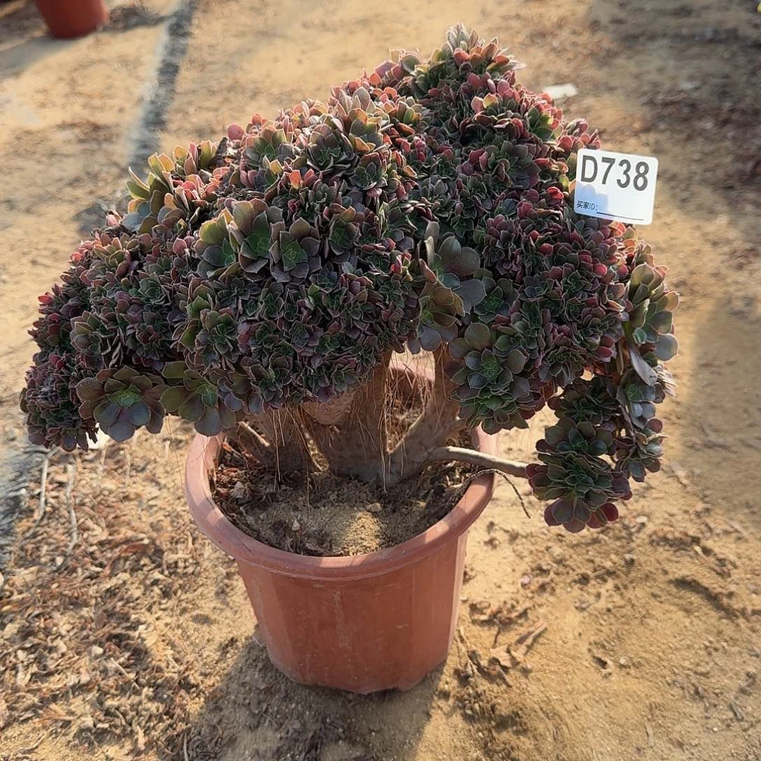 738火玫瑰朵朵一颗呀呀