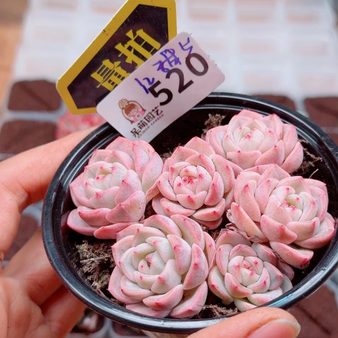 多肉植物多肉植物