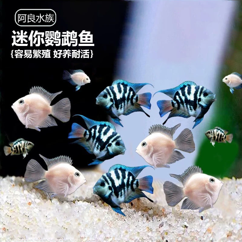 迷你鹦鹉鱼宝蓝白金繁殖小鱼种鱼圆小型好养观赏鱼热带鱼