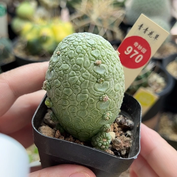实生带崽凝蹄玉一棵仙人球4cm