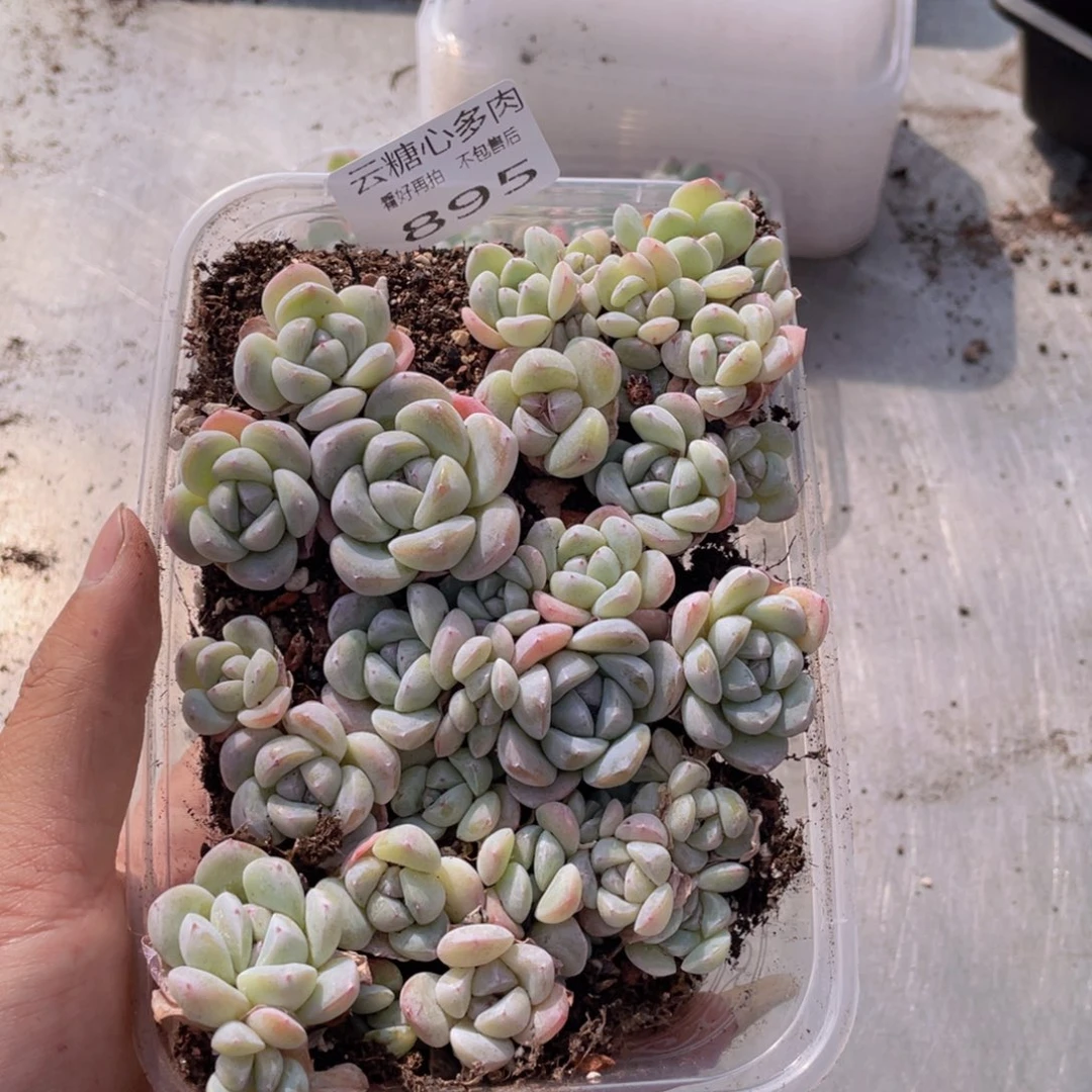 云糖心多肉植物895