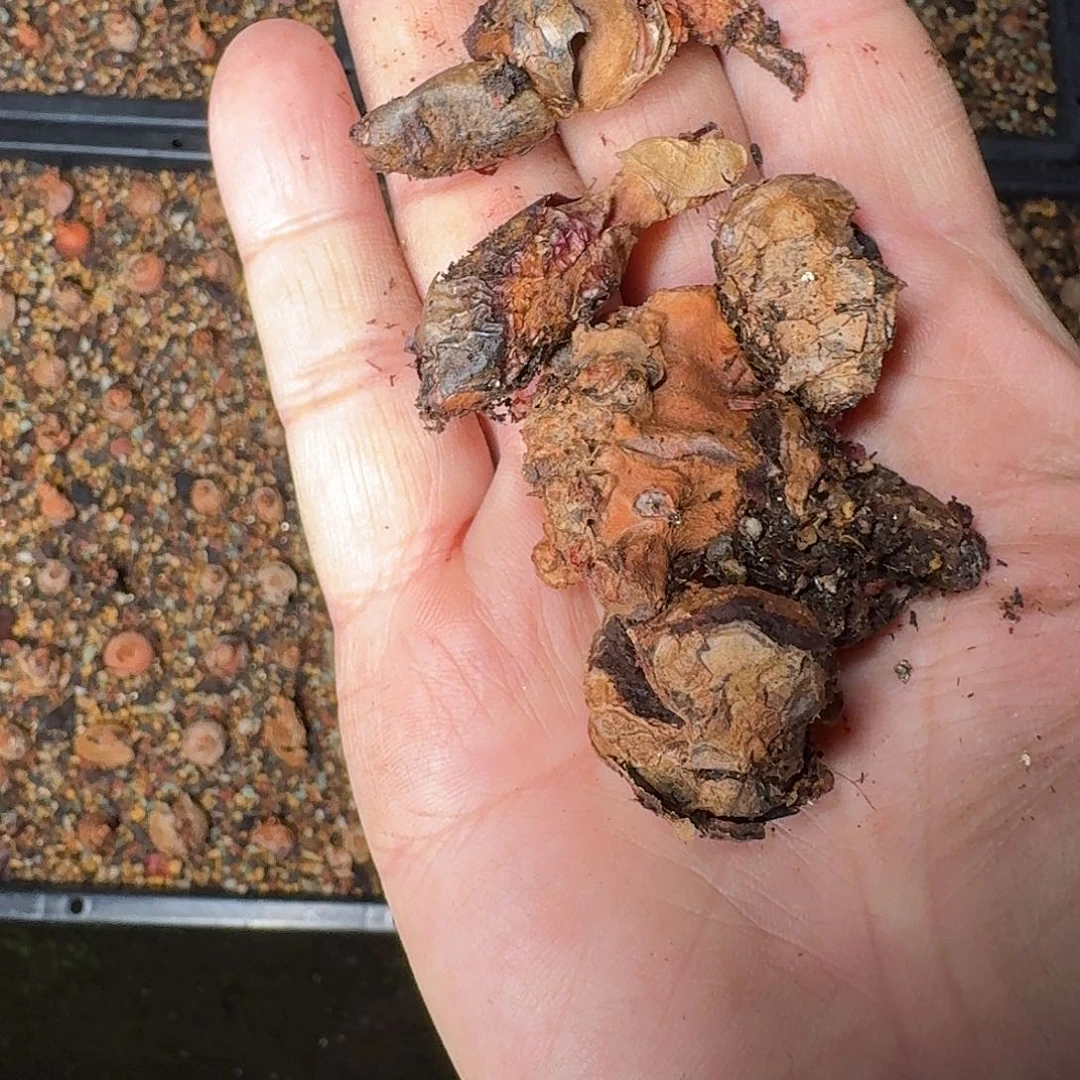 肾叶洋葵残破球一组5