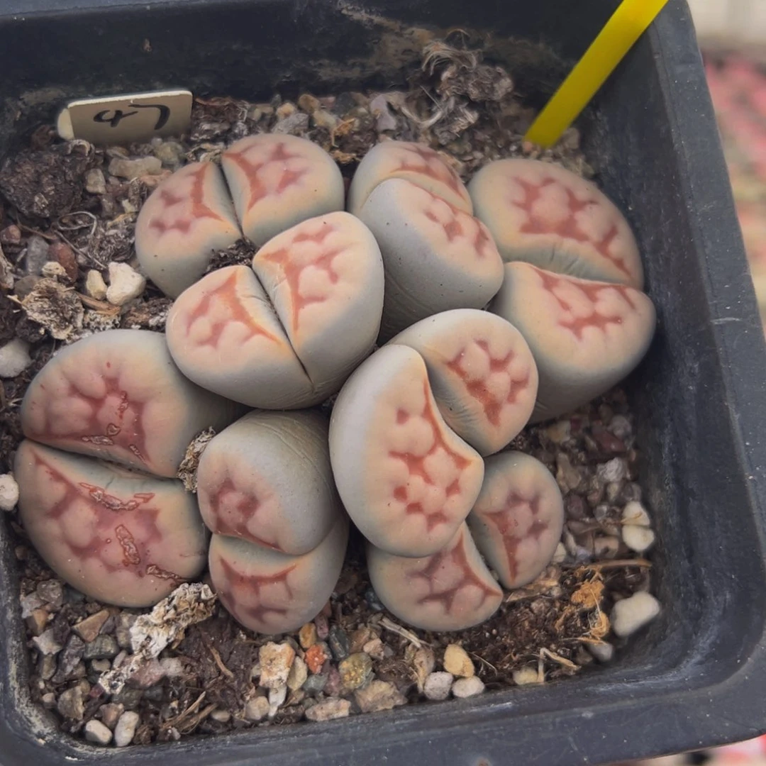 332 生石花大群生大群生