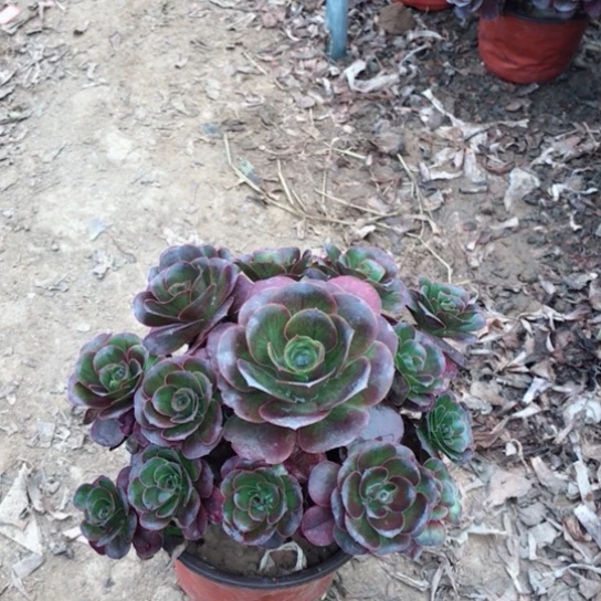 玲***花魅金玫瑰法师多肉15
