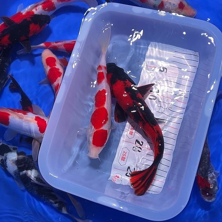海水鱼锦鲤的繁殖和孵化