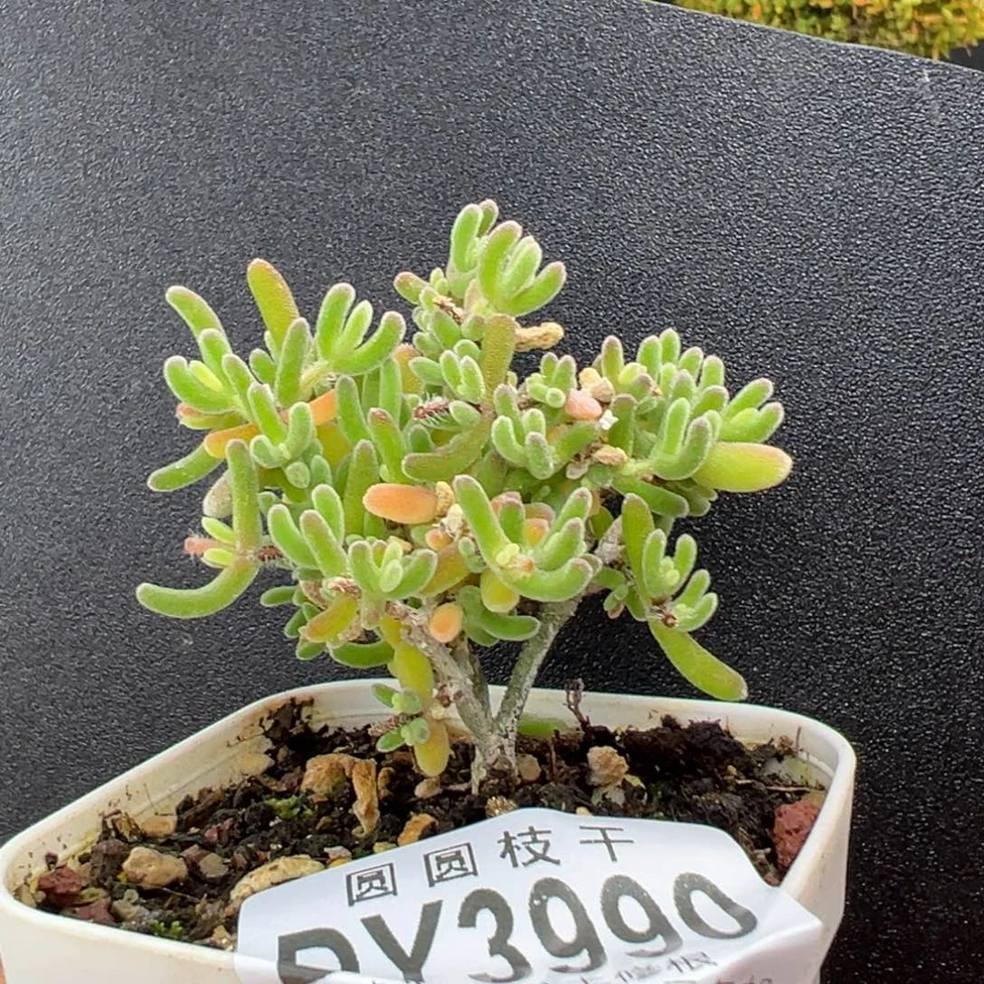 *****dy3990钻石黄化锦冠幅5cm