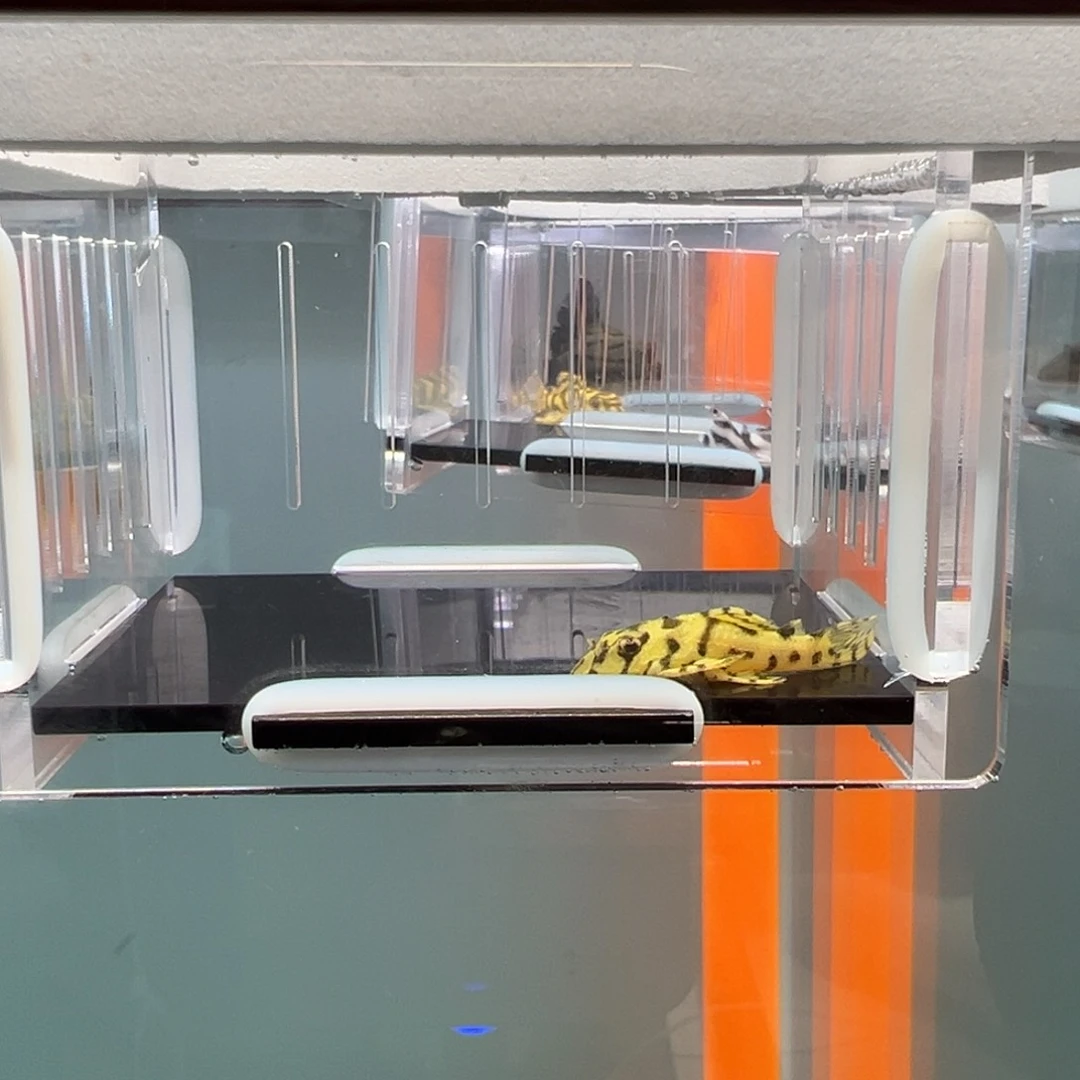 清道夫录完整开箱视频、入缸不包损3.3