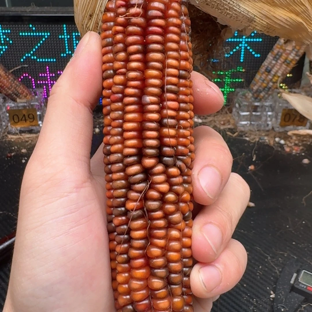 柏香籽/百香籽吊坠米*