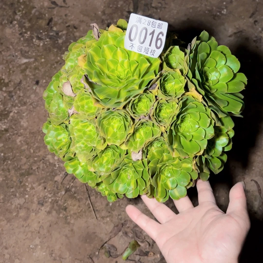 琉璃多肉植物0016