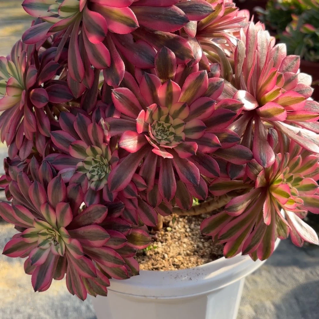 花好月又圆21086