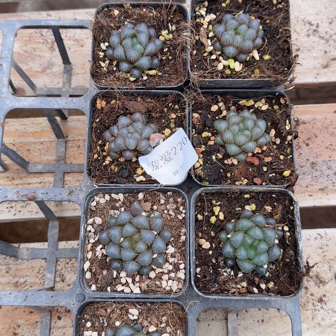 直播福利一物一拍220